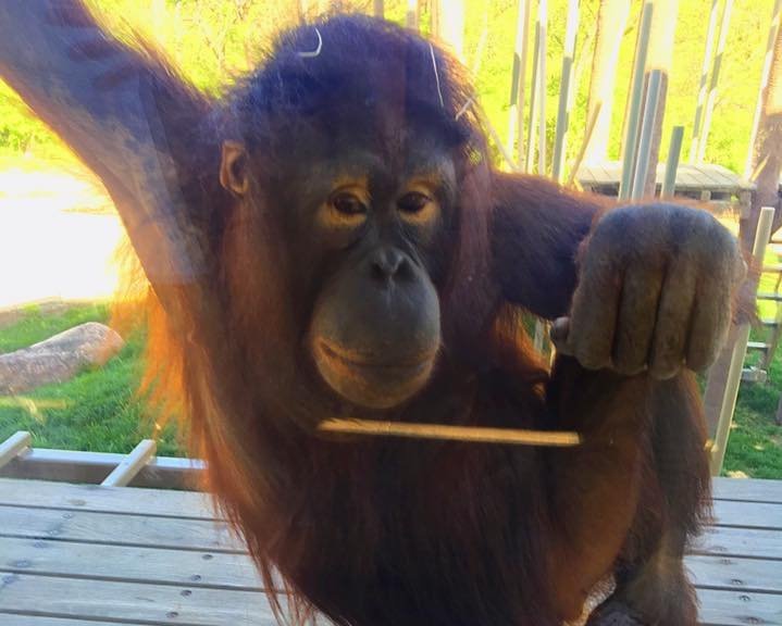Topeka Zoo Welcomes Orangutan, Kali — TK Business Magazine